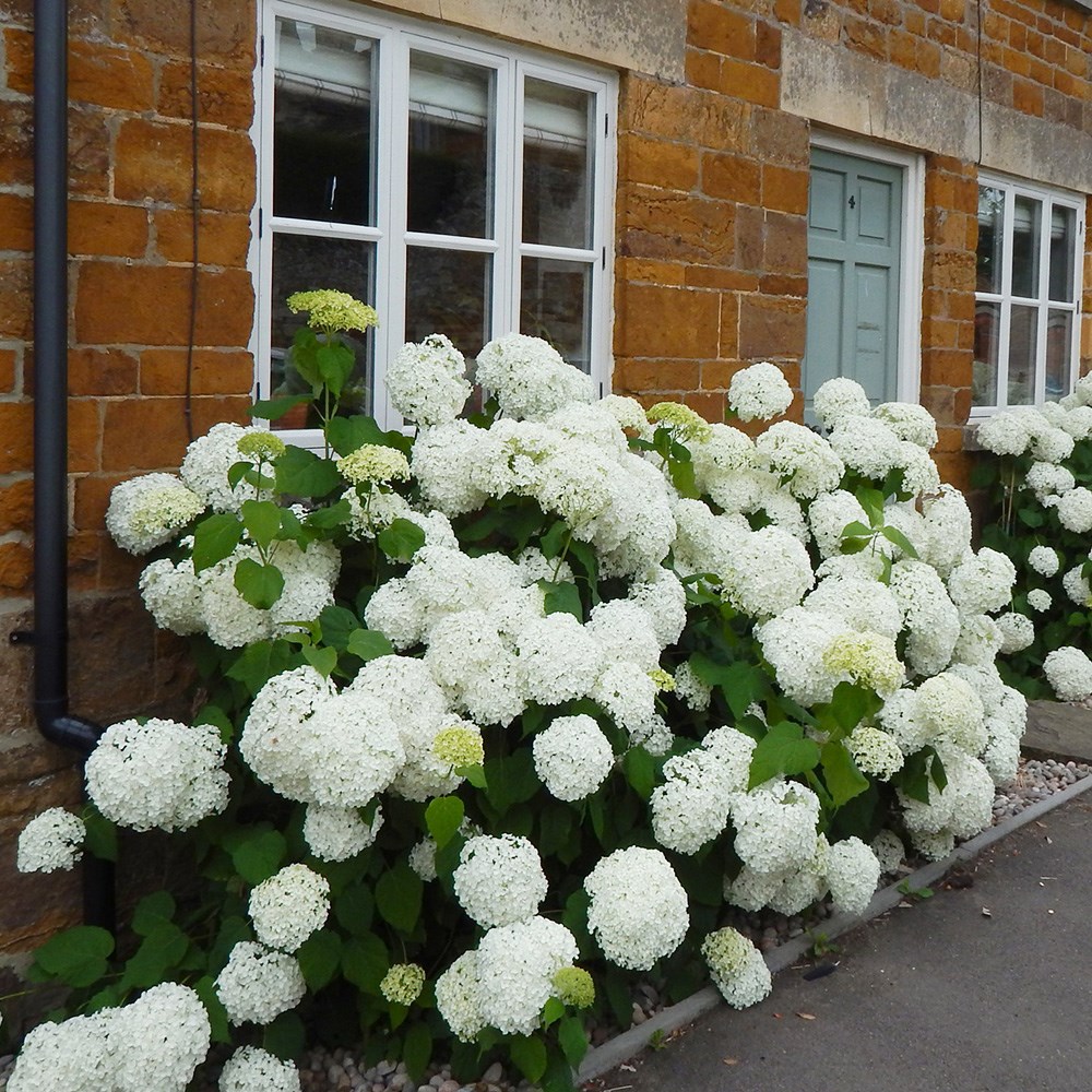 Hydrangea Arborescens Annabelle | Sevenbark