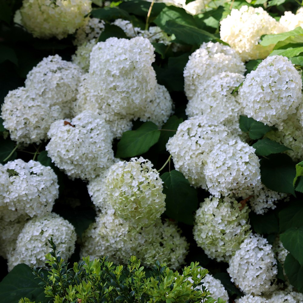 Hydrangea Arborescens Annabelle | Sevenbark