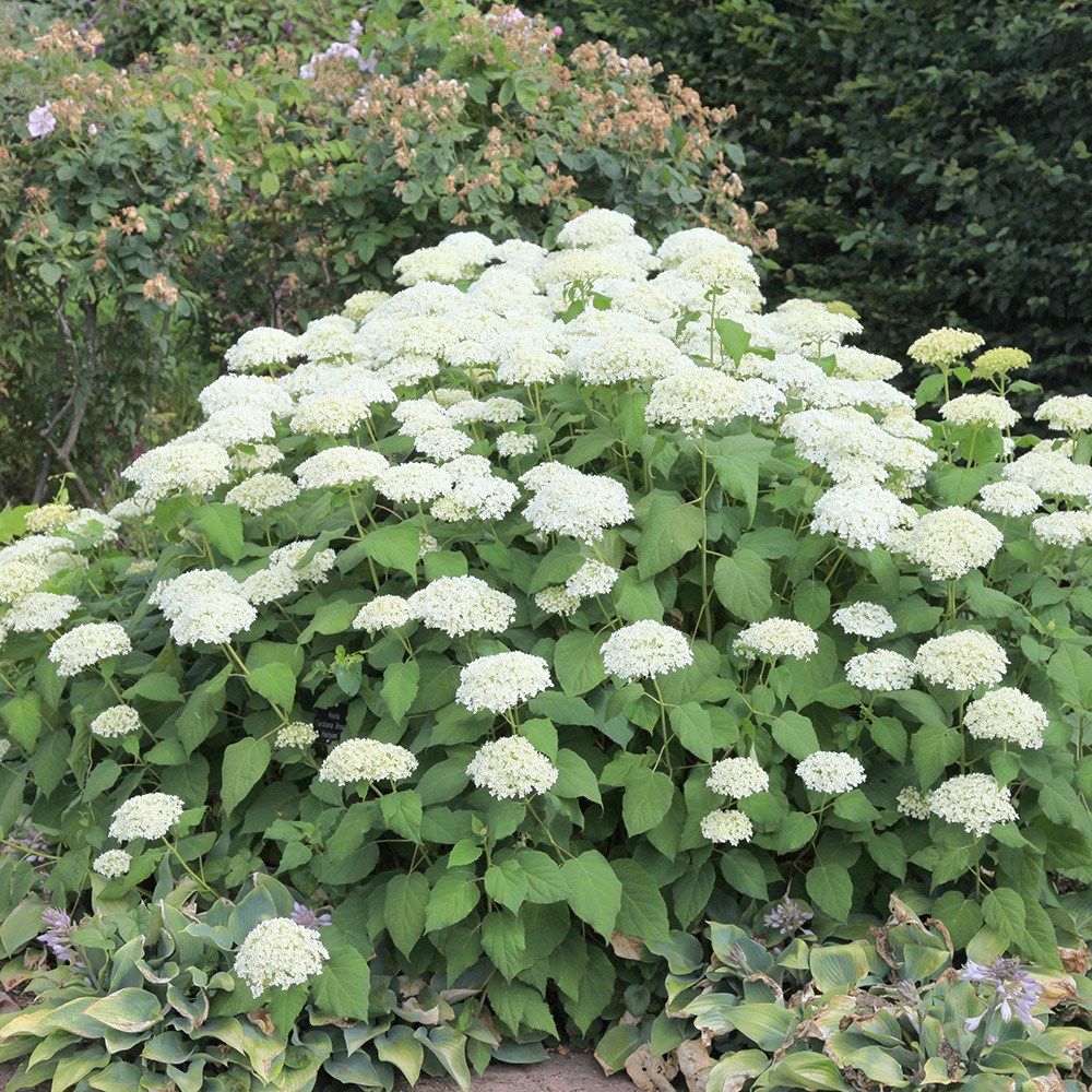 Hydrangea Arborescens Annabelle | Sevenbark