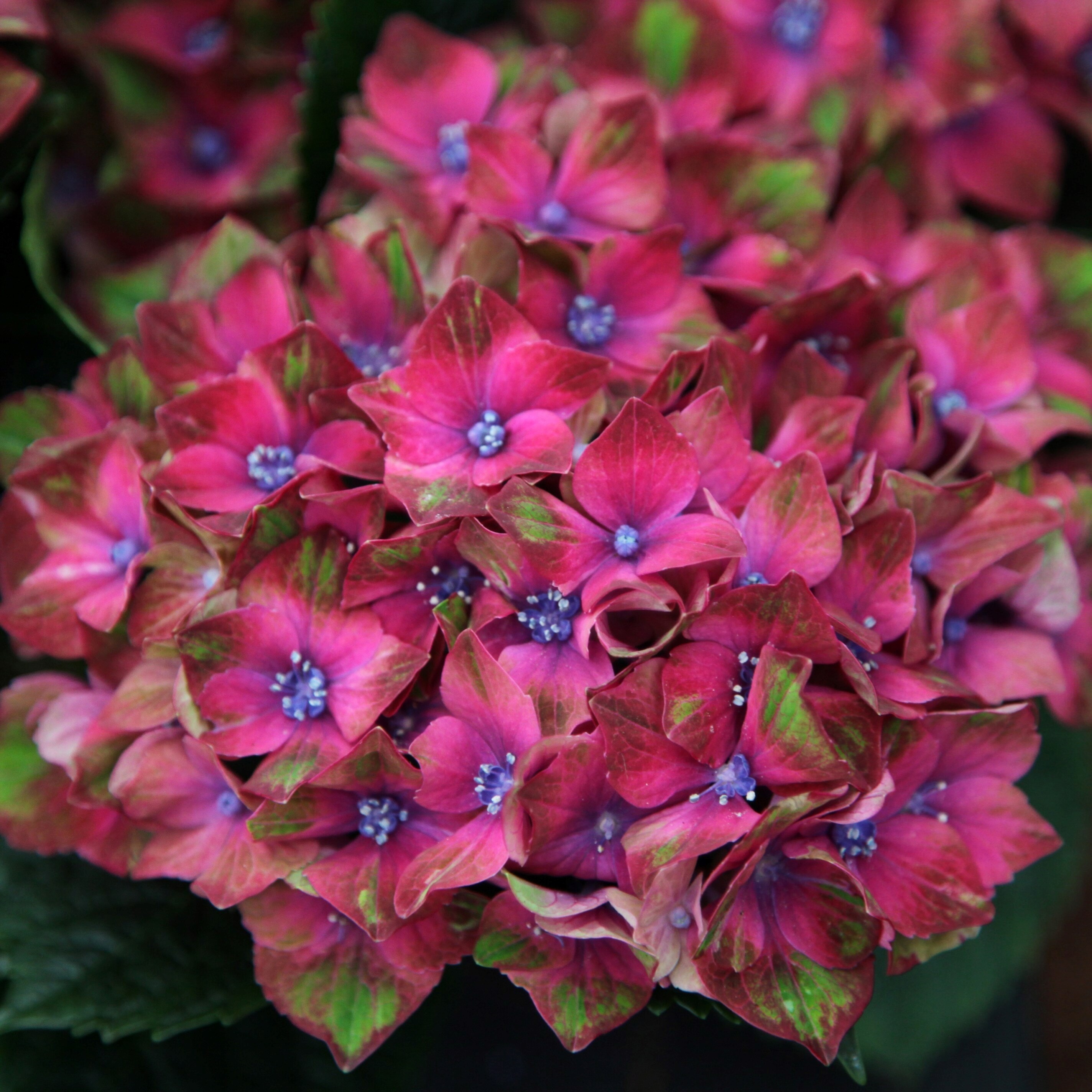 Hydrangea Macrophylla Glam Rock