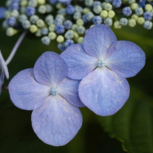 Hydrangea Macrophylla Mariesii Perfecta | Lacecap Hydrangea