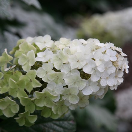 Hydrangea quercifolia 'Snow Queen' ('Flemygea') | Oak-leaved Hydrangea |