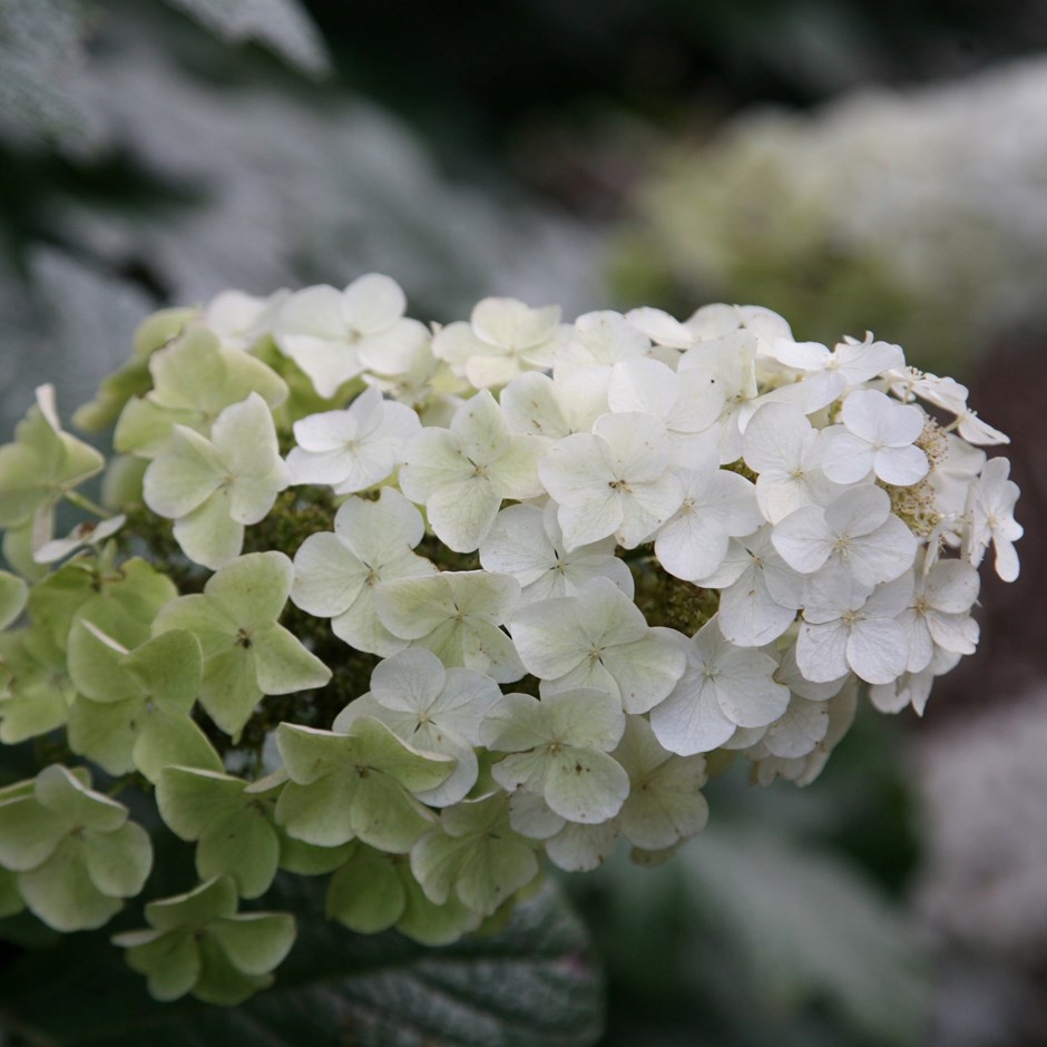 Hydrangea Quercifolia Snow Queen | Oak-Leaved Hydrangea
