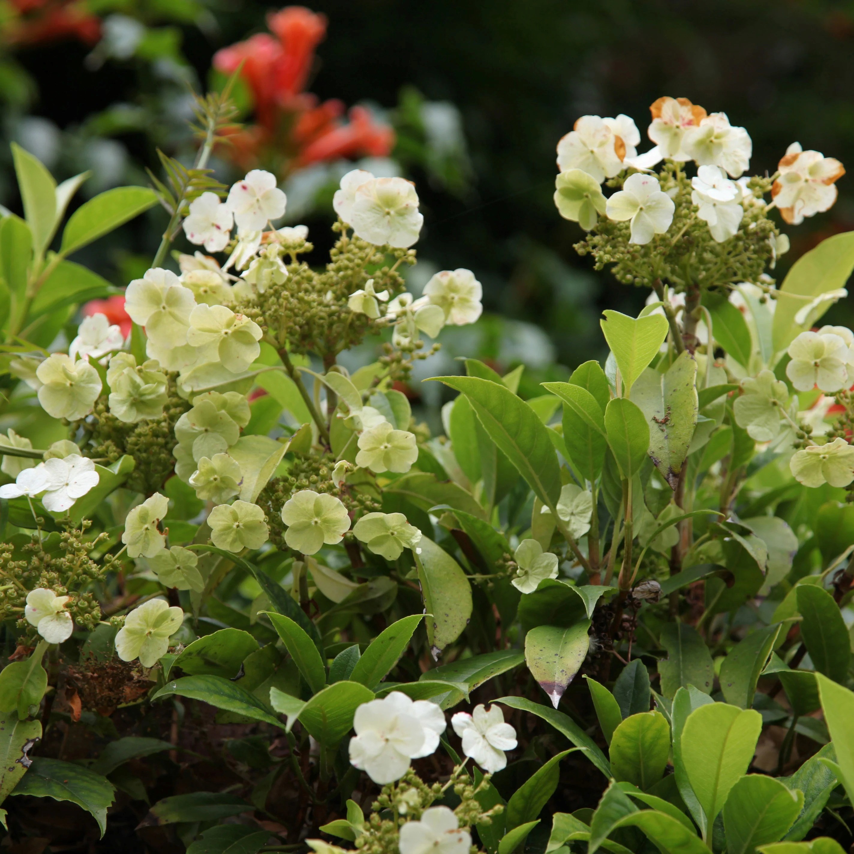 Hydrangea seemannii | Climbing Hydrangea