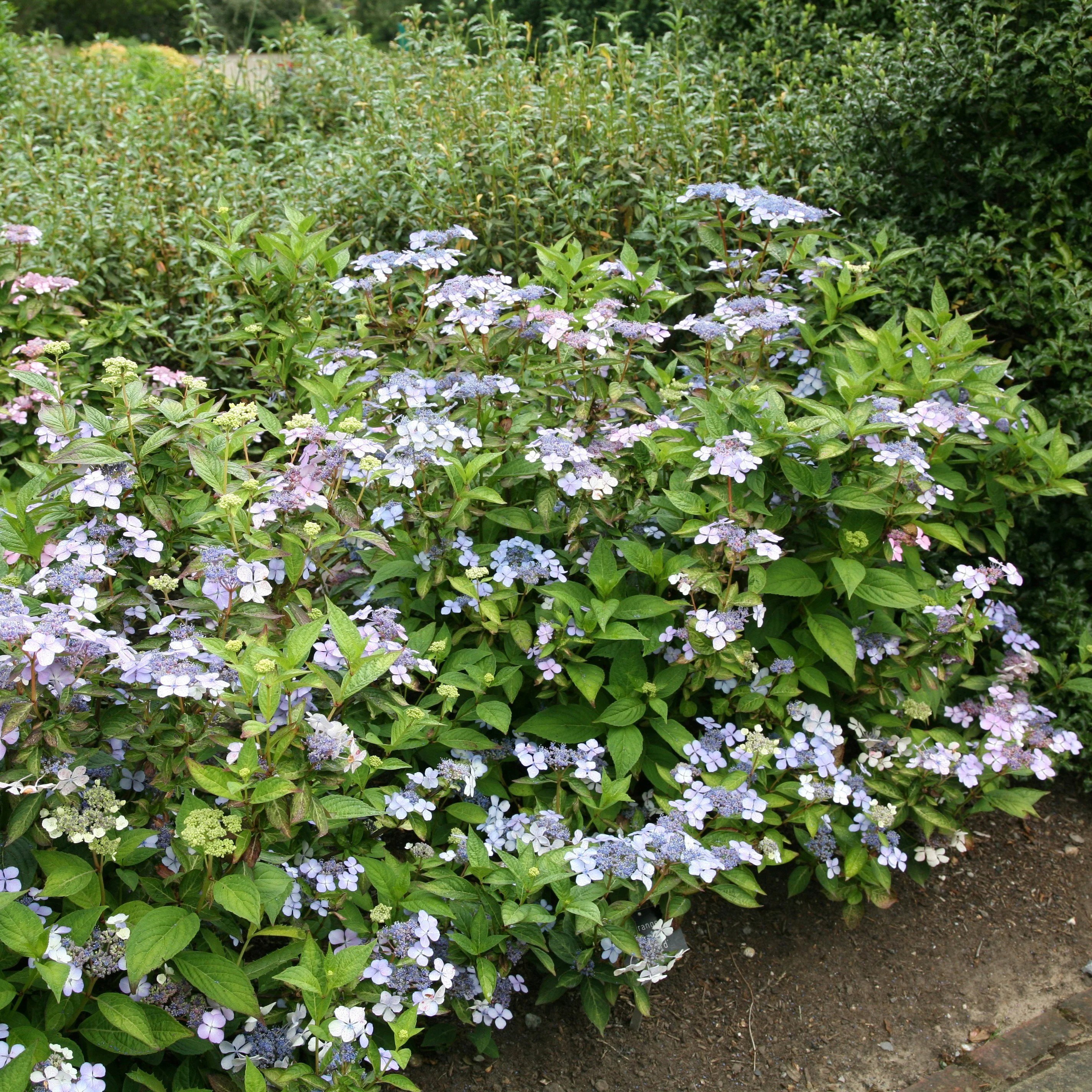Hydrangea serrata Bluebird | Hydrangea