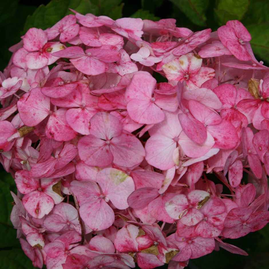 Hydrangea Preziosa