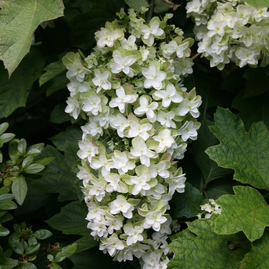 Hydrangea Quercifolia Snowflake | Oak-Leaved Hydrangea
