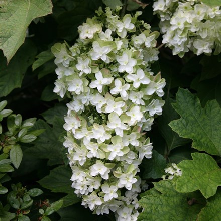 Hydrangea quercifolia 'Snowflake' ('Brido') | Oak-leaved Hydrangea |