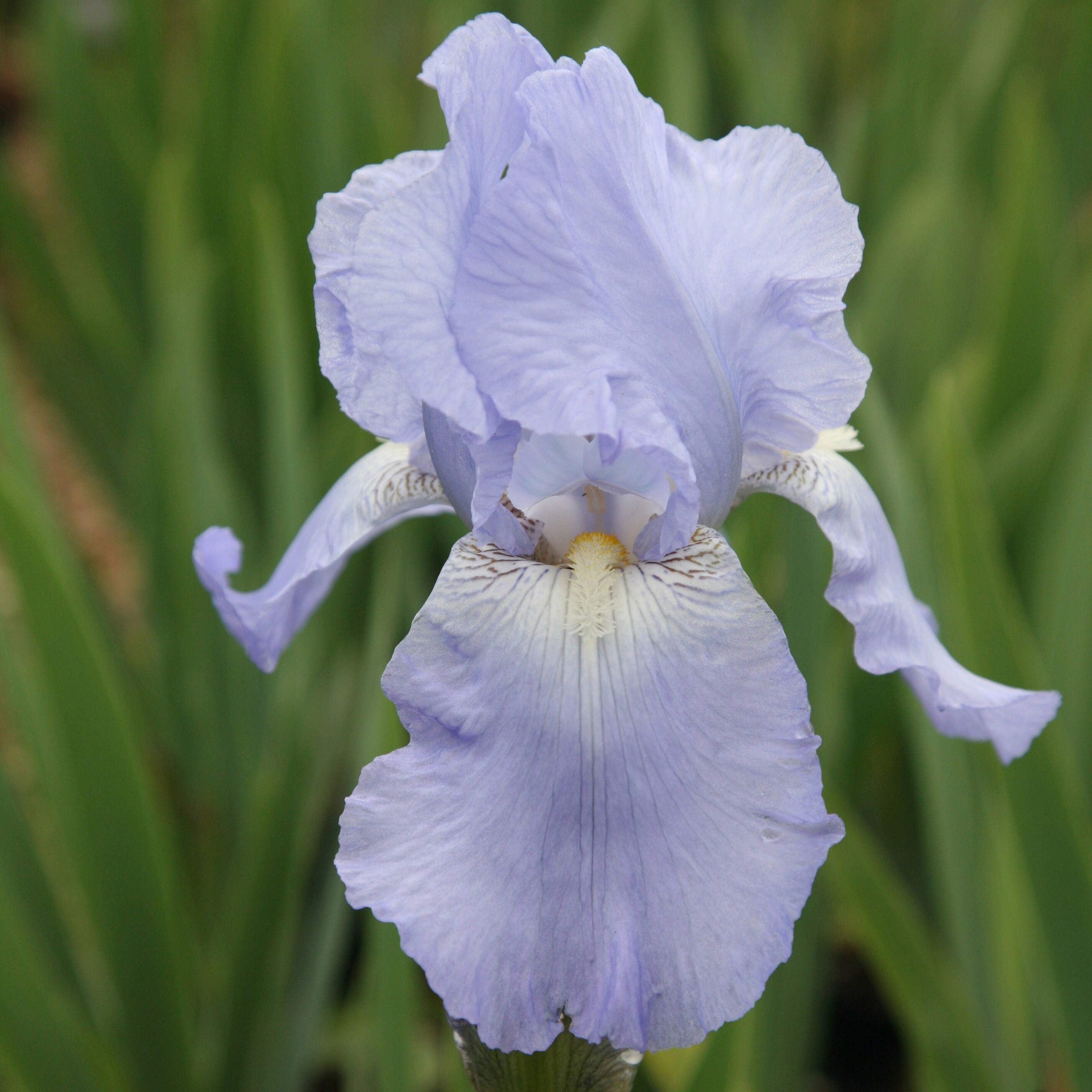 Iris Jane Phillips | Bearded Iris