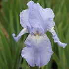 Iris Jane Phillips | Bearded Iris