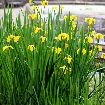 Iris Pseudacorus | Yellow Flag Iris