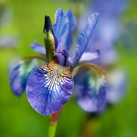 Iris 'Tycoon' | Siberian Iris (syn Iris sibirica Persimmon) |