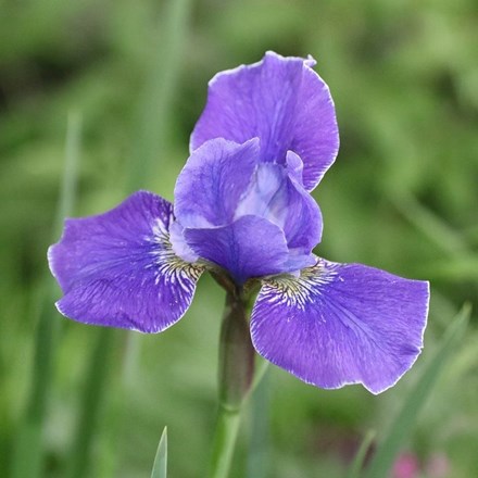 Iris 'Silver Edge' | Siberian Iris ( syn. Iris sibirica Silver Edge ) |