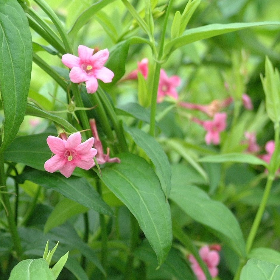 Jasminum beesianum | Jasmine