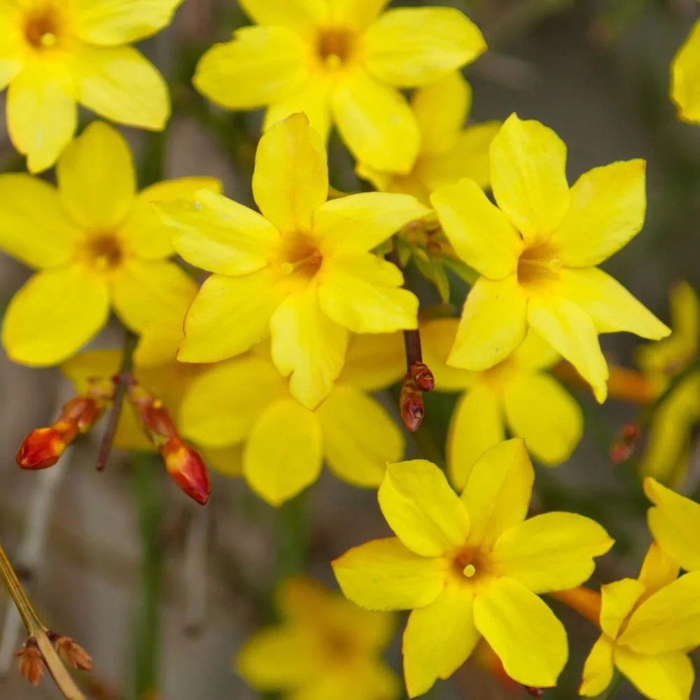 Jasminum Nudiflorum | Winter Jasmine