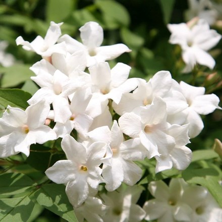 Jasminum officinale | Common White Jasmine |