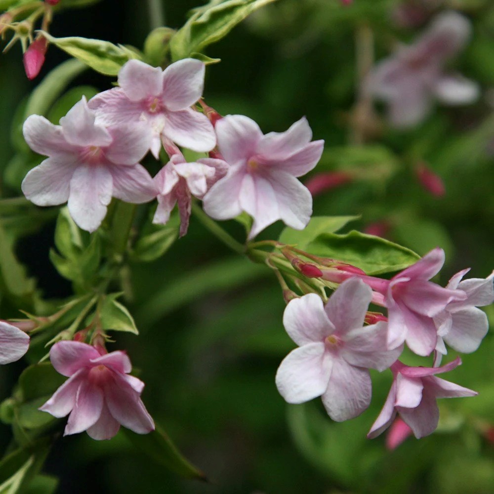 Jasminum × Stephanense | Jasmine