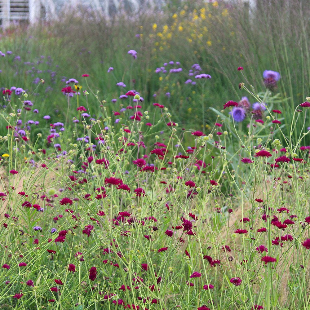Knautia Macedonica | Macedonian Scabious