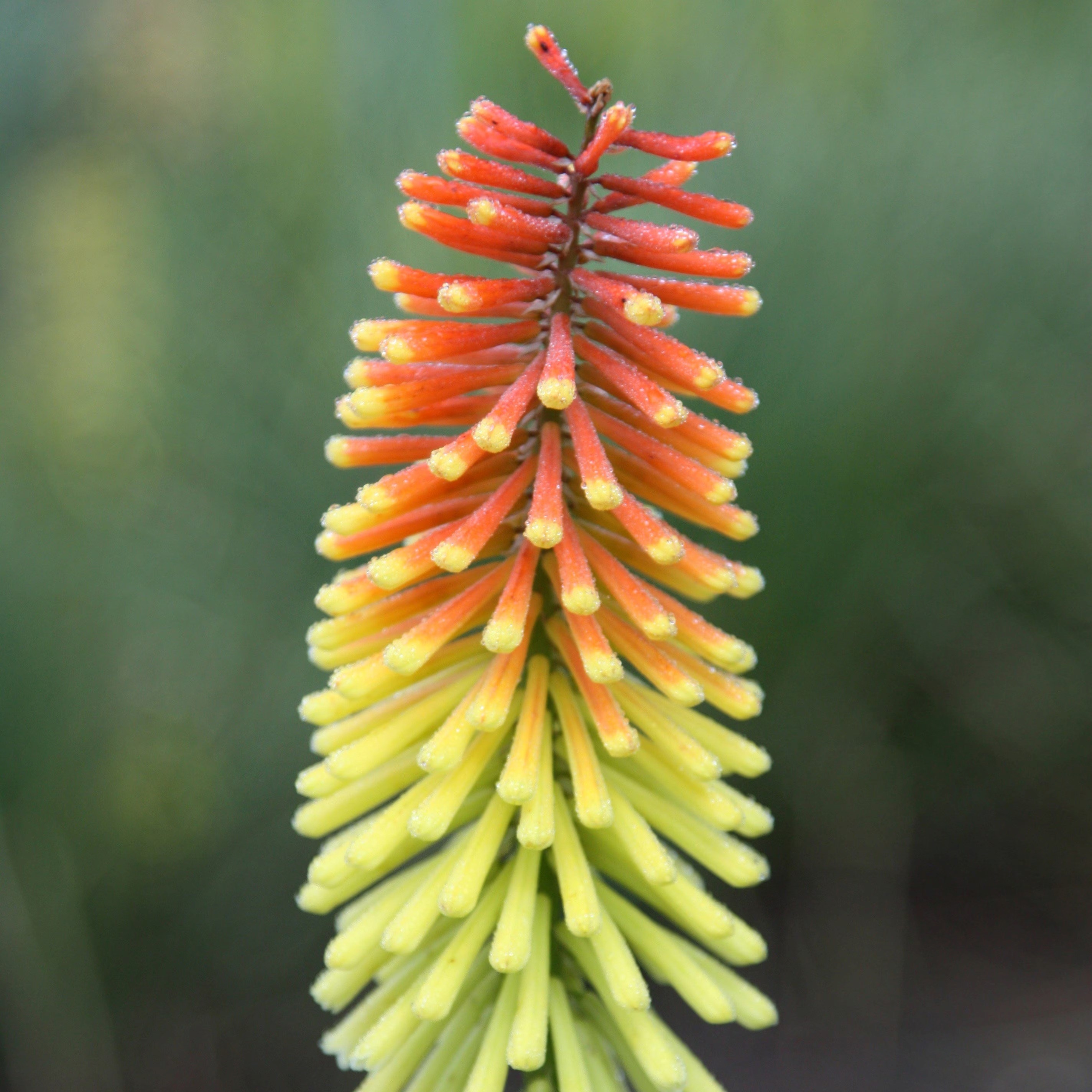 Kniphofia Royal Standard | Red Hot Poker