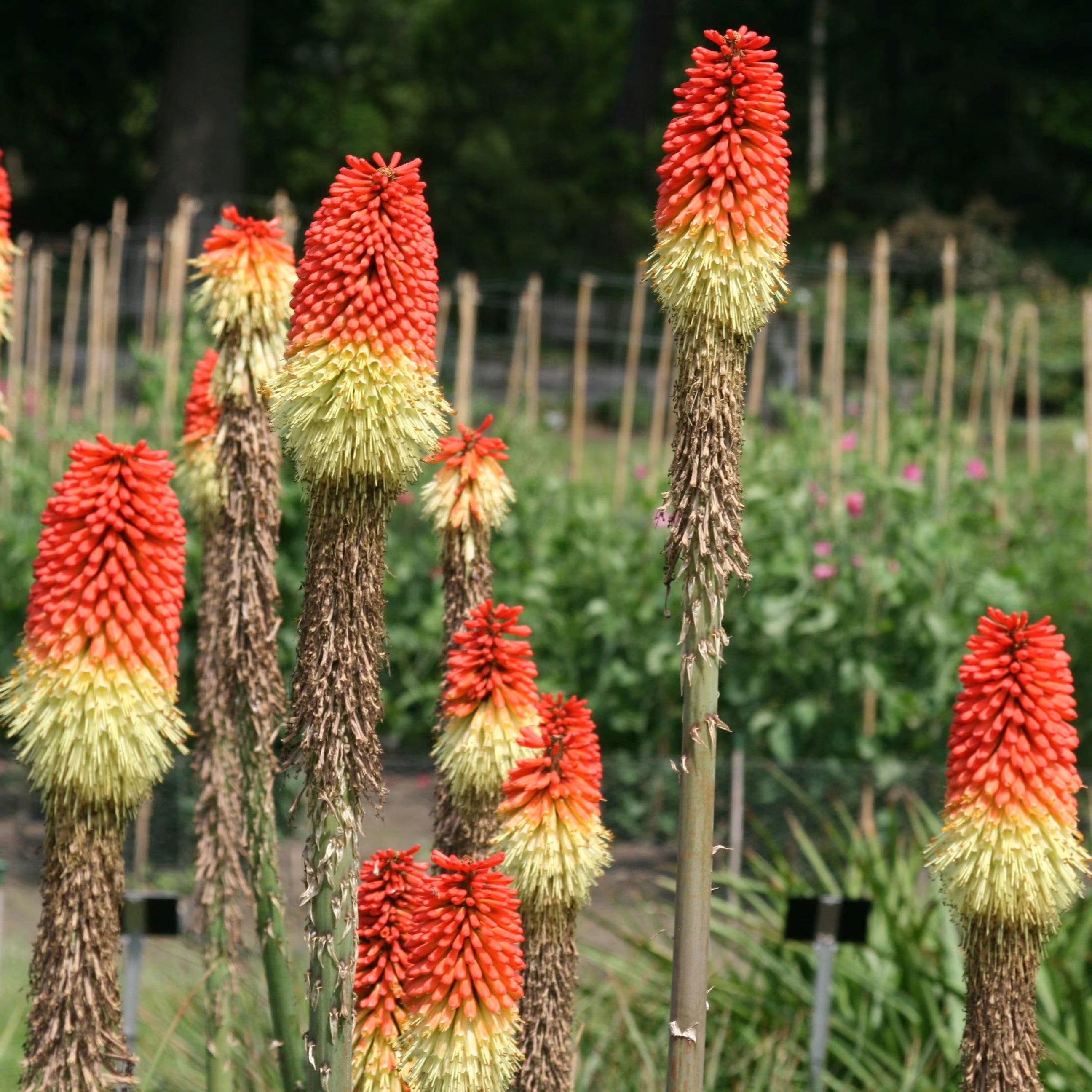 Kniphofia Uvaria | Red Hot Poker