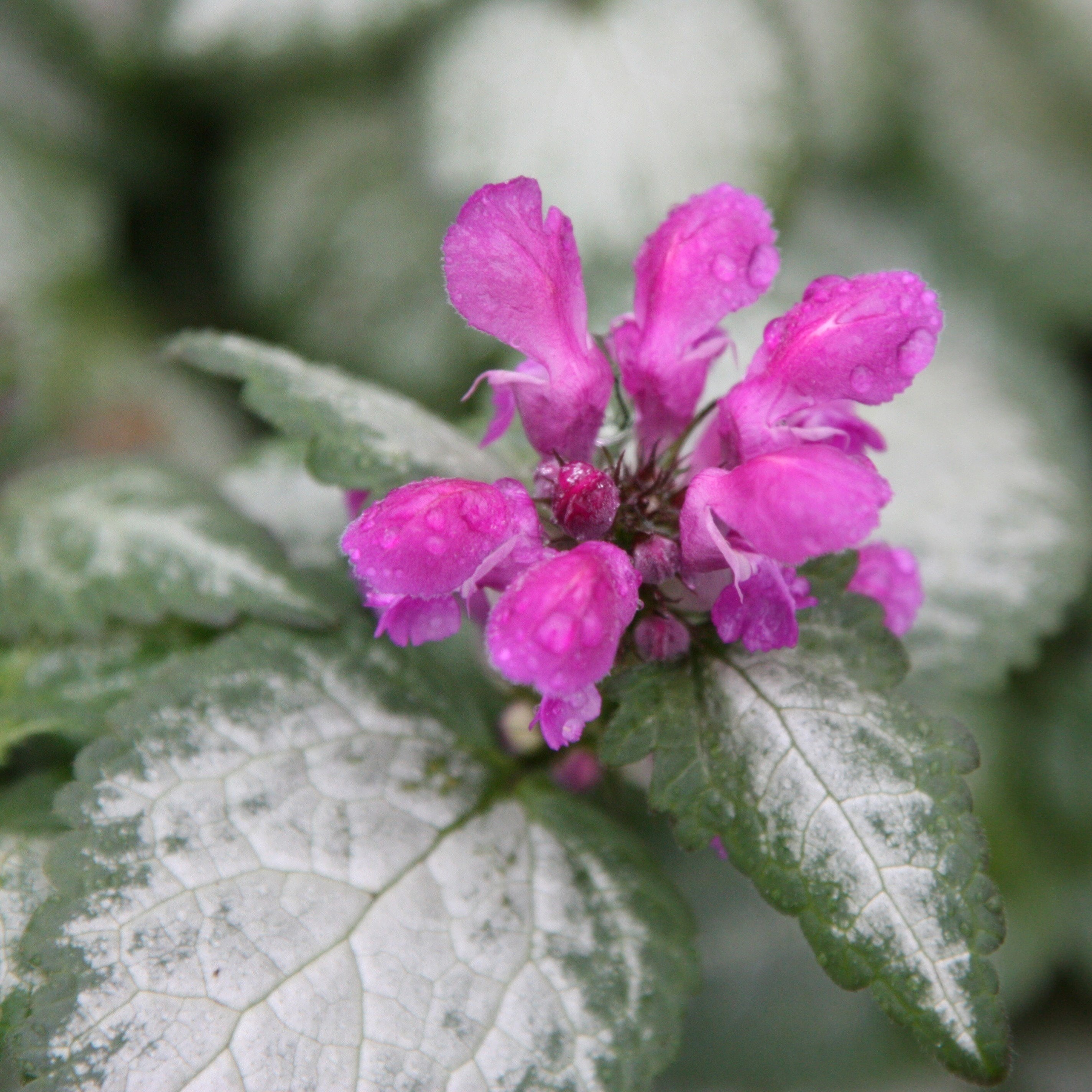 Lamium Maculatum Beacon Silver | Dead Nettle