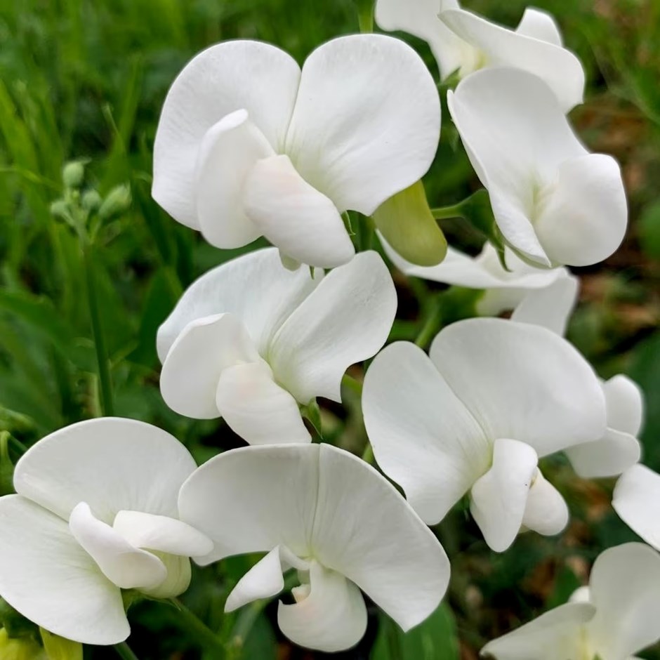 Lathyrus Latifolius White Pearl | Everlasting Sweet Pea