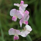 Lathyrus Latifolius Rosa Perle | Everlasting Sweet Pea