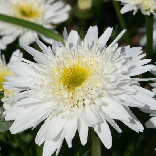 Leucanthemum × Superbum Wirral Supreme | Shasta Daisy