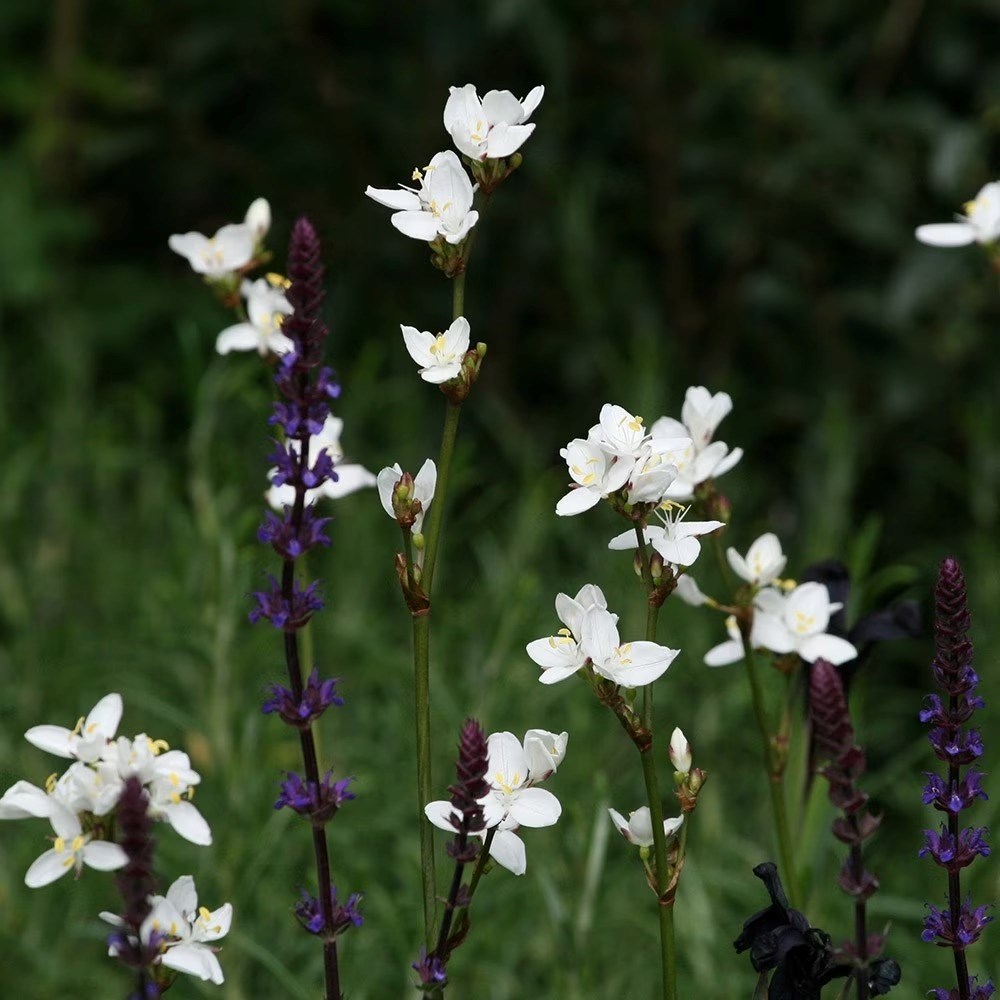 Libertia chilensis | Libertia grandiflora