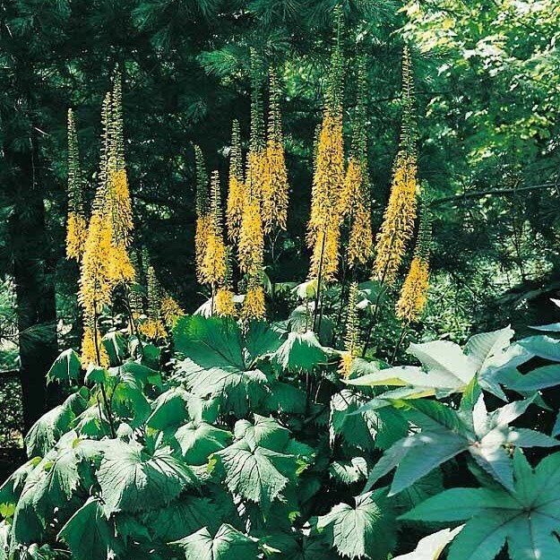 Ligularia The Rocket