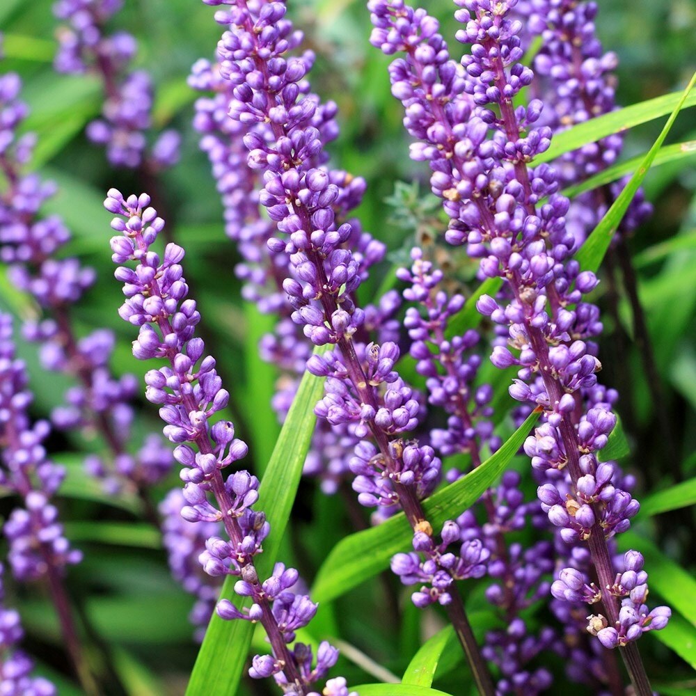 Liriope Muscari | Big Blue Lily-Turf