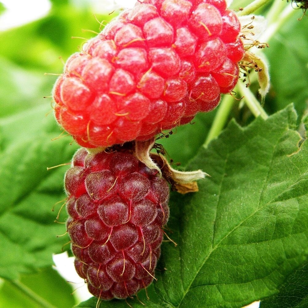 Loganberry Thornfree | Thornless