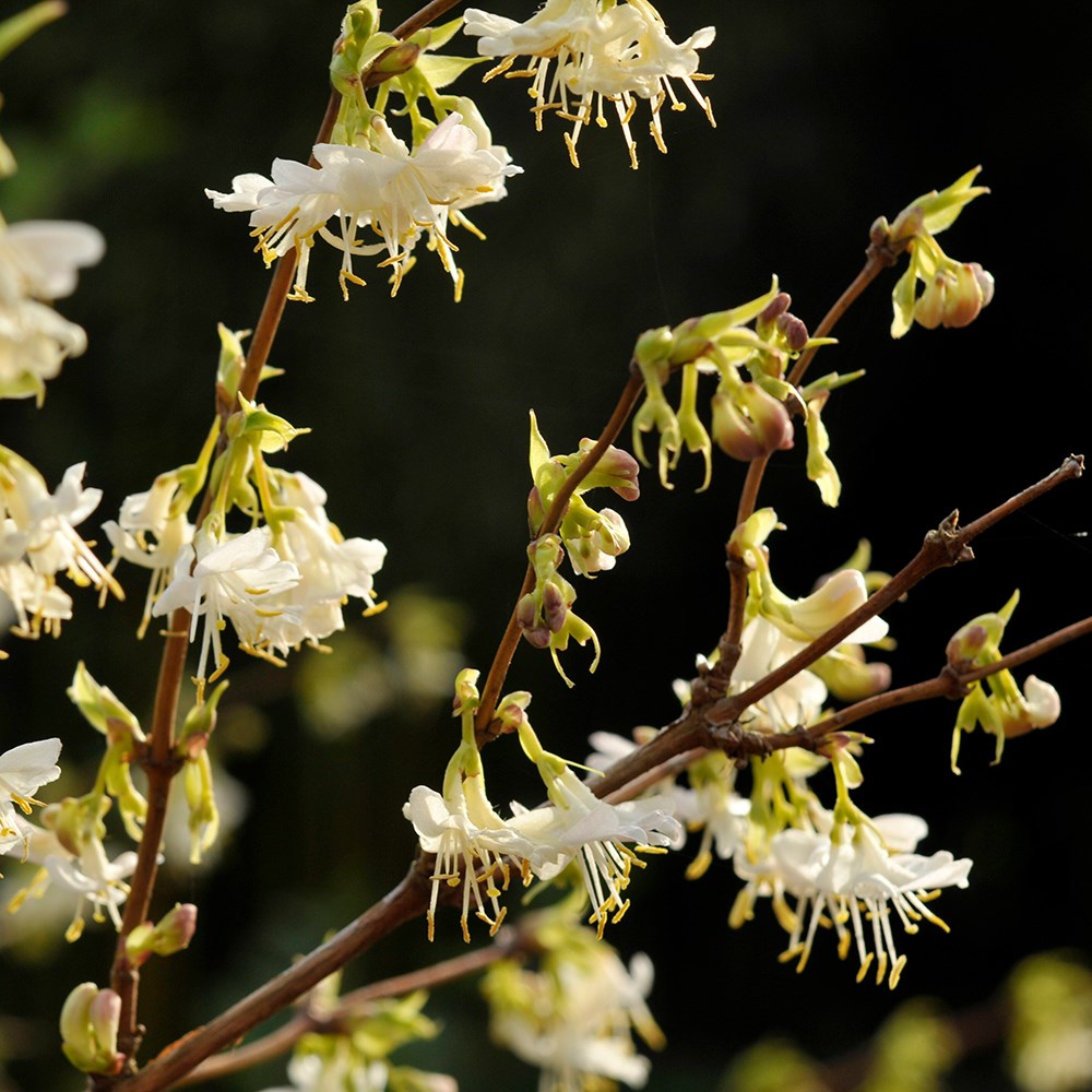 Lonicera Fragrantissima | Winter Honeysuckle