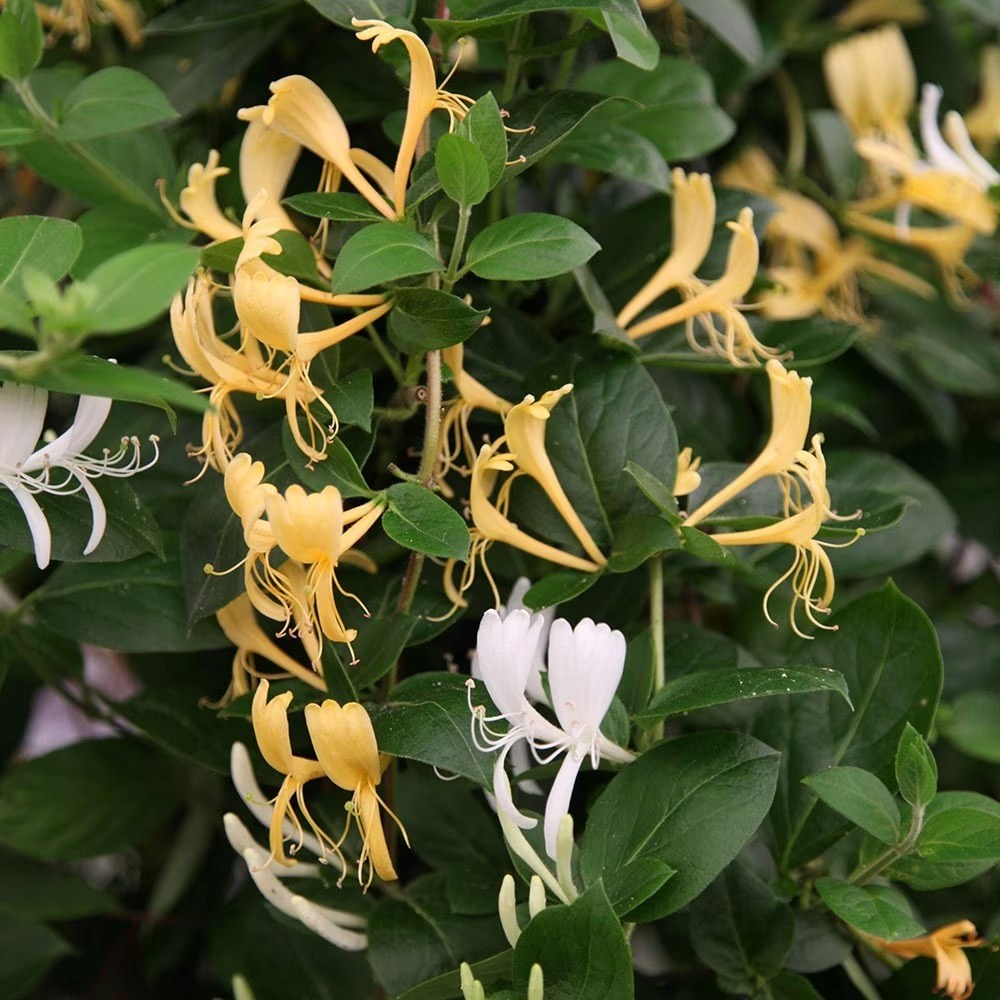Lonicera Japonica Halliana | Japanese Honeysuckle