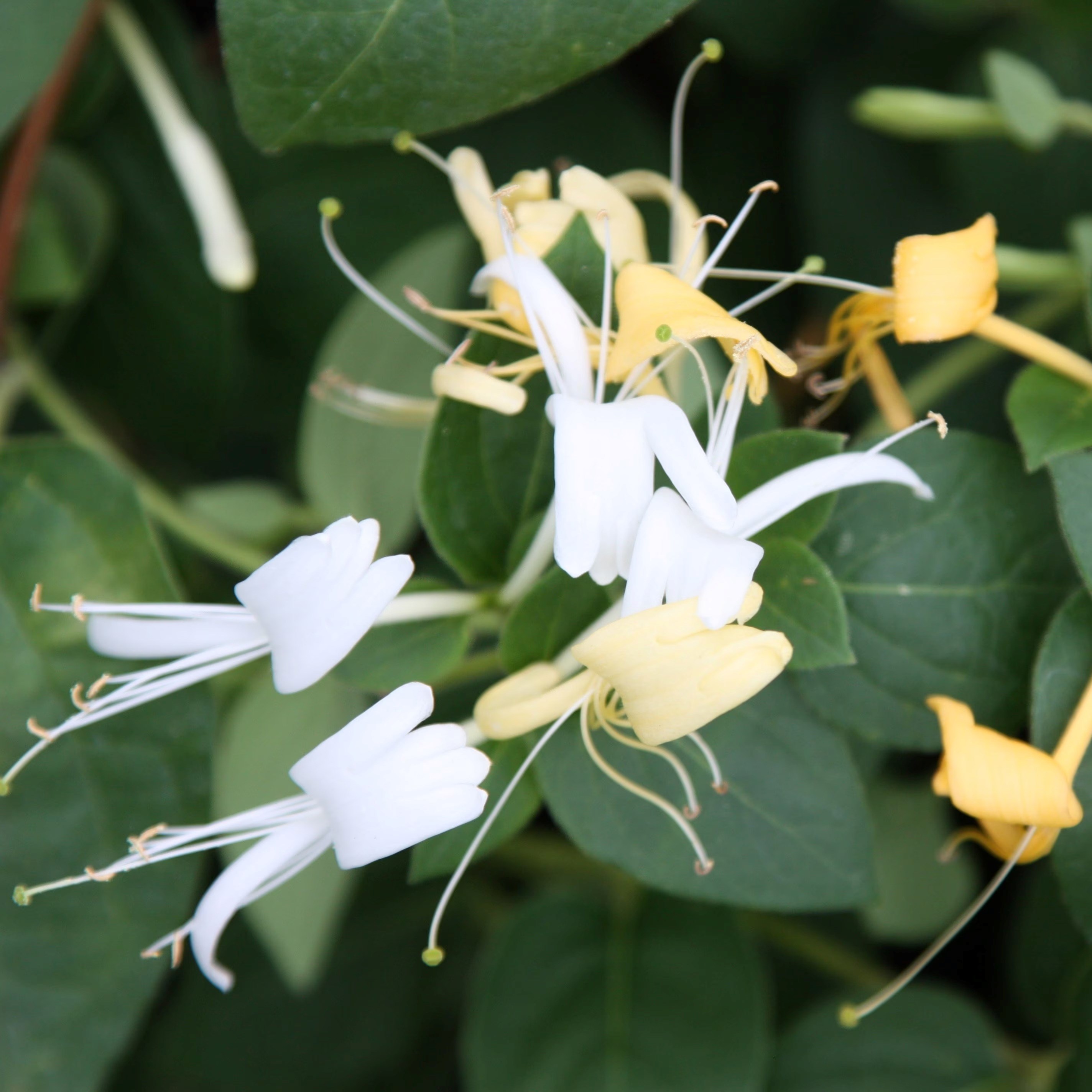 Lonicera Japonica Halls Prolific | Japanese Honeysuckle