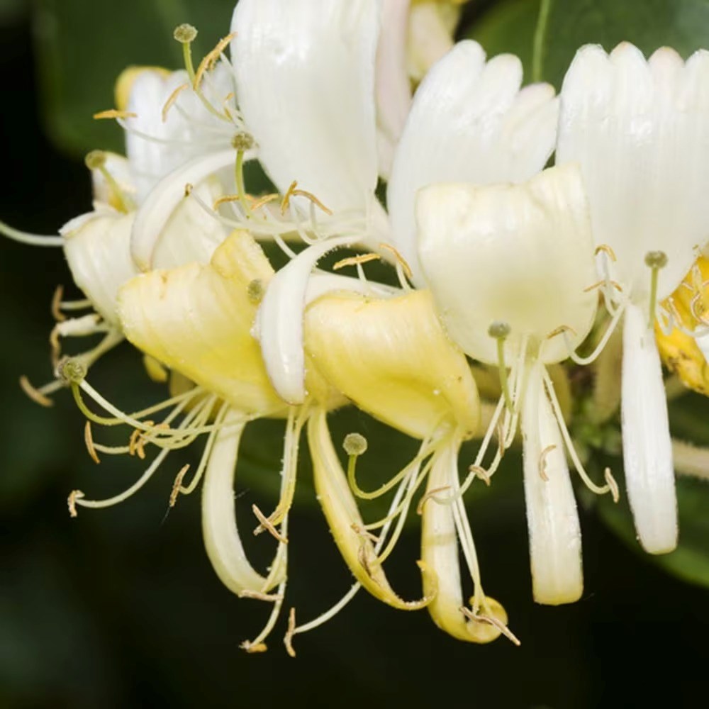 Lonicera Periclymenum Heaven Scent | Honeysuckle