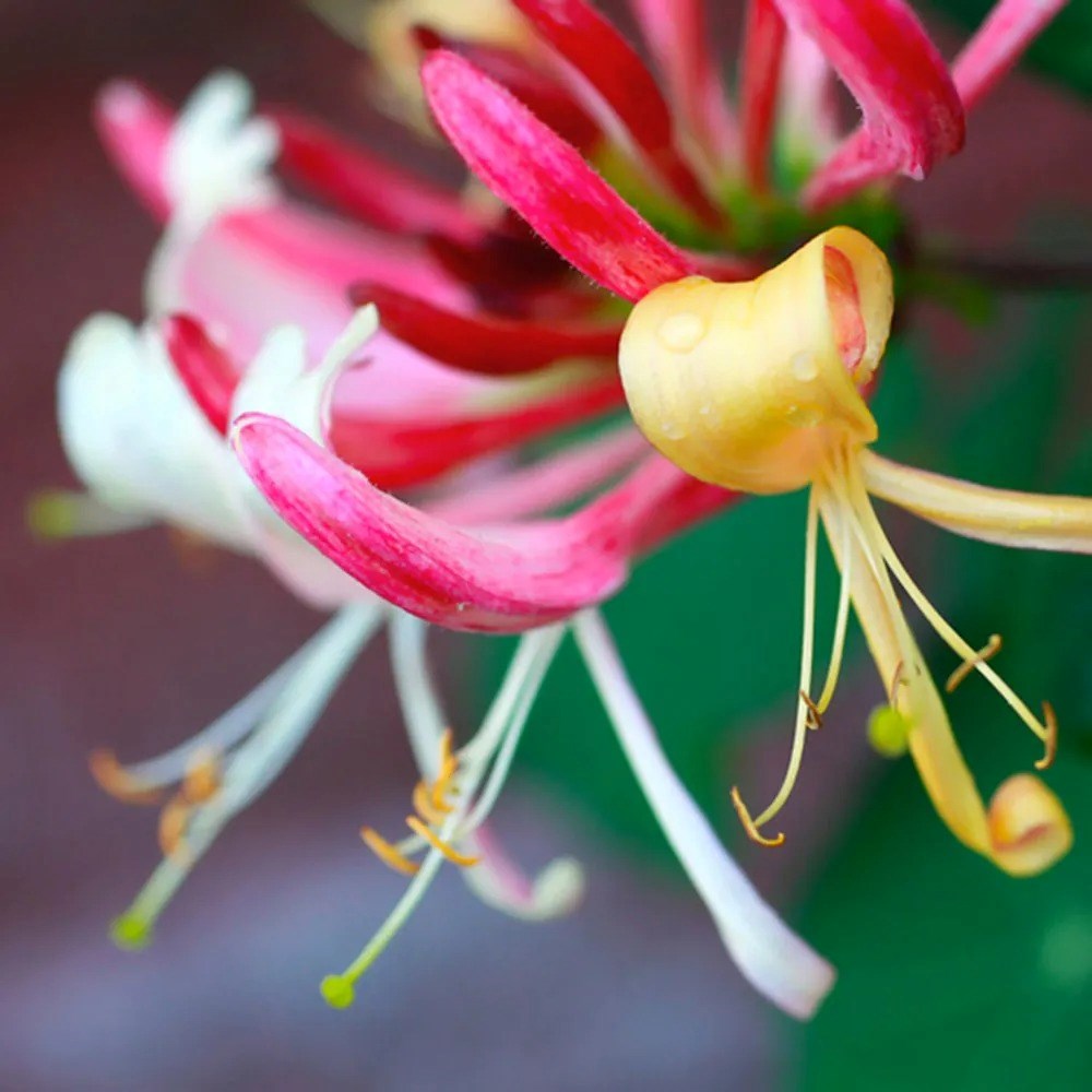 Lonicera Periclymenum Belgica | Early Dutch Honeysuckle