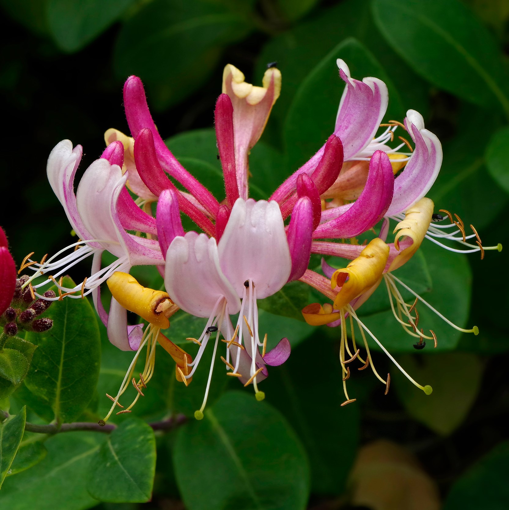 Lonicera Periclymenum Serotina | Late Dutch Honeysuckle