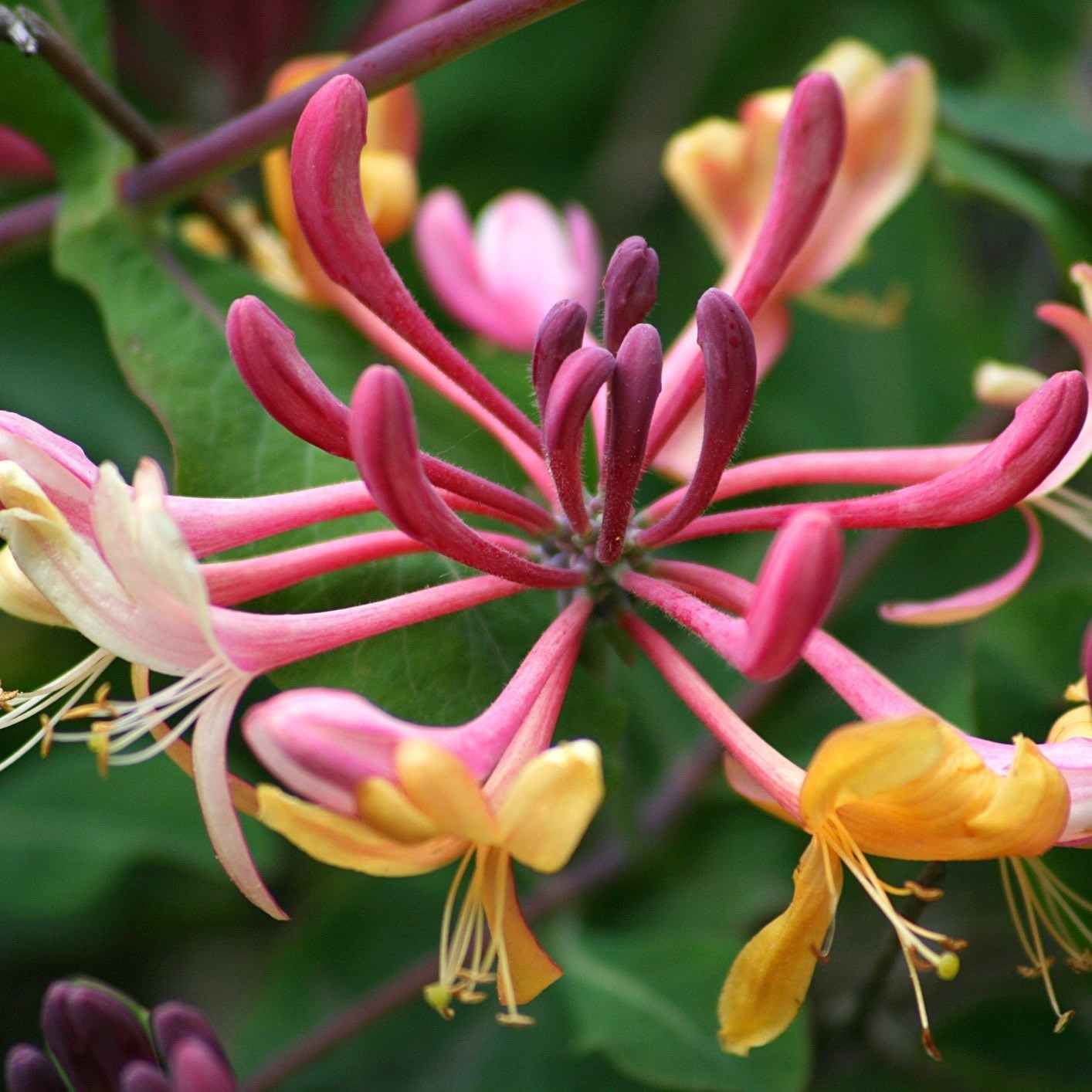 Lonicera × Heckrottii Gold Flame Hort. | Honeysuckle