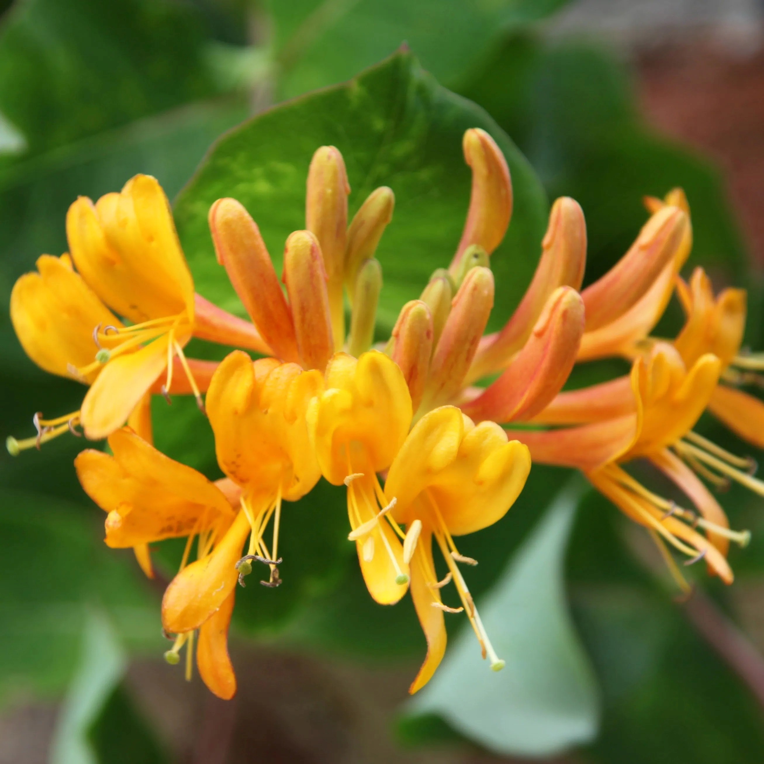 Lonicera × Tellmanniana | Honeysuckle