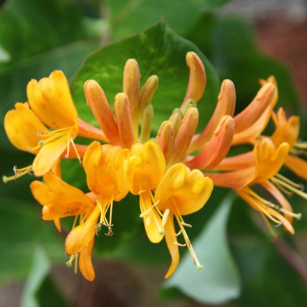Lonicera × tellmanniana | Honeysuckle |