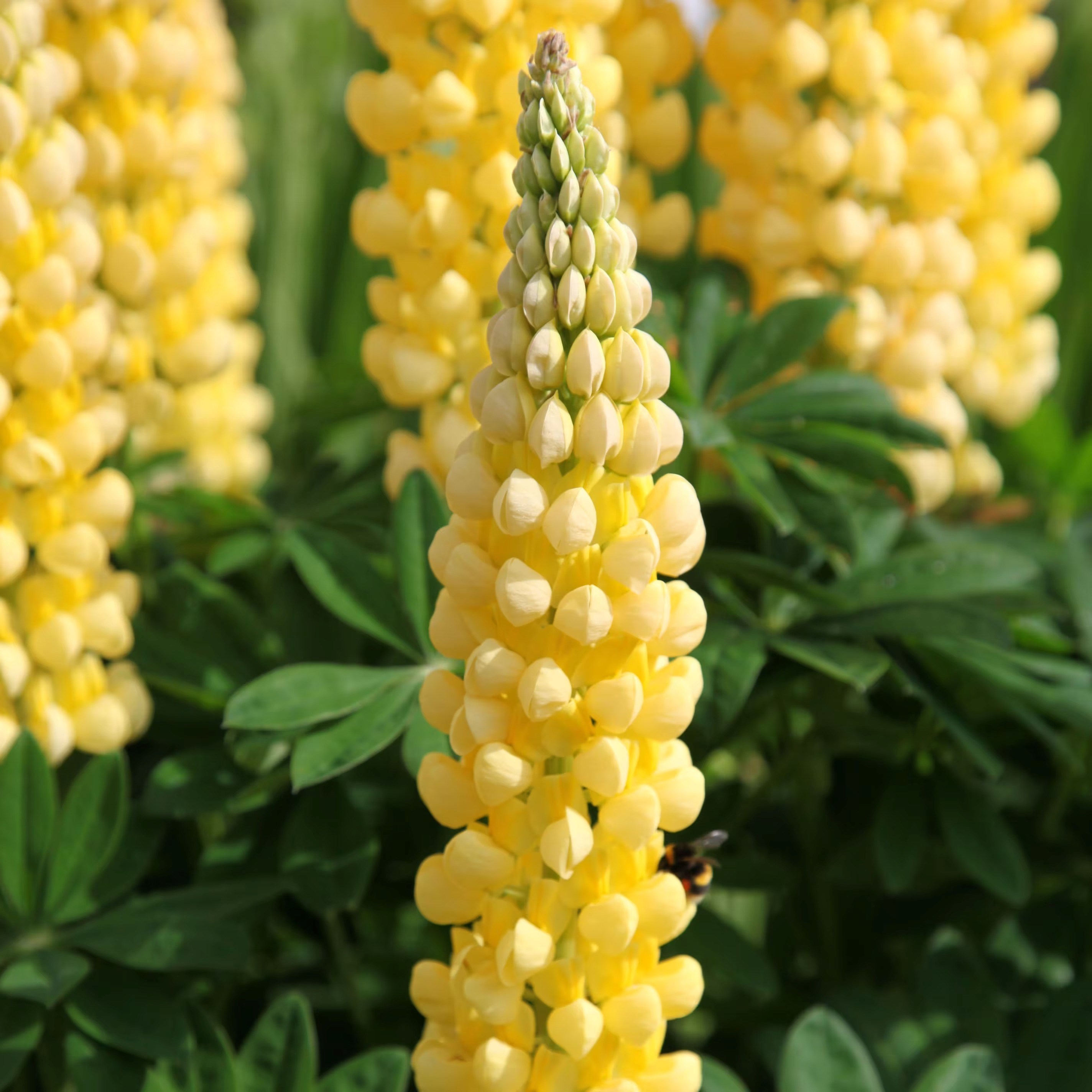 Lupinus Chandelier | Lupin
