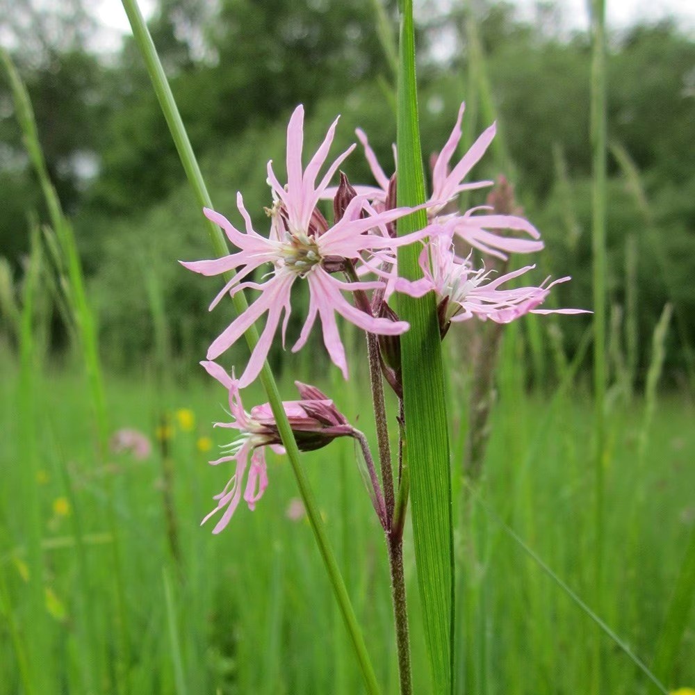 Lychnis Flos-Cuculi | Ragged Robin