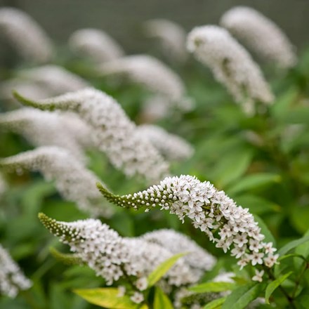 Lysimachia clethroides