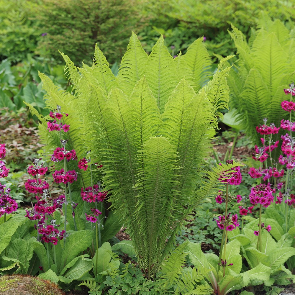 Matteuccia Struthiopteris | Shuttlecock Fern