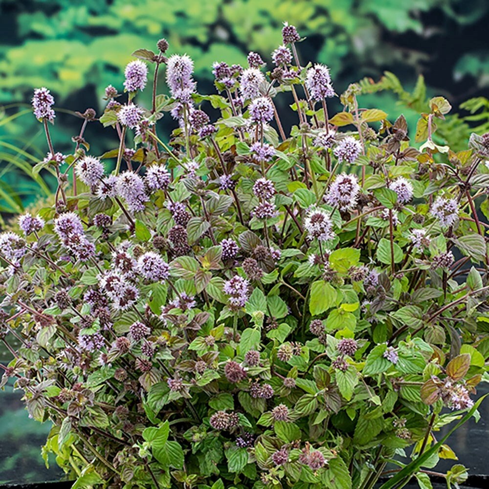 Mentha Aquatica | Water Mint
