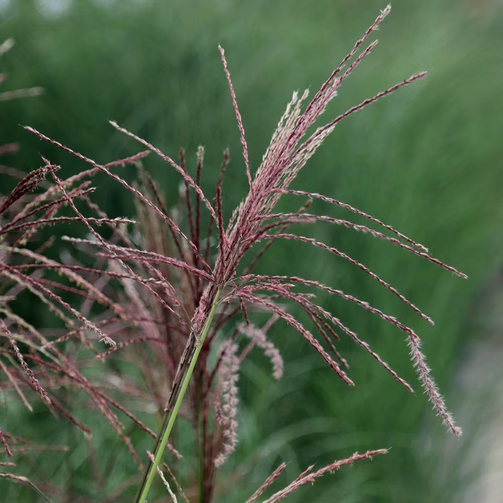 Miscanthus Sinensis Ferner Osten | Chinese Silver Grass