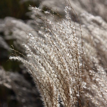 Miscanthus sinensis 'Kleine Fontäne' | Silver Grass |