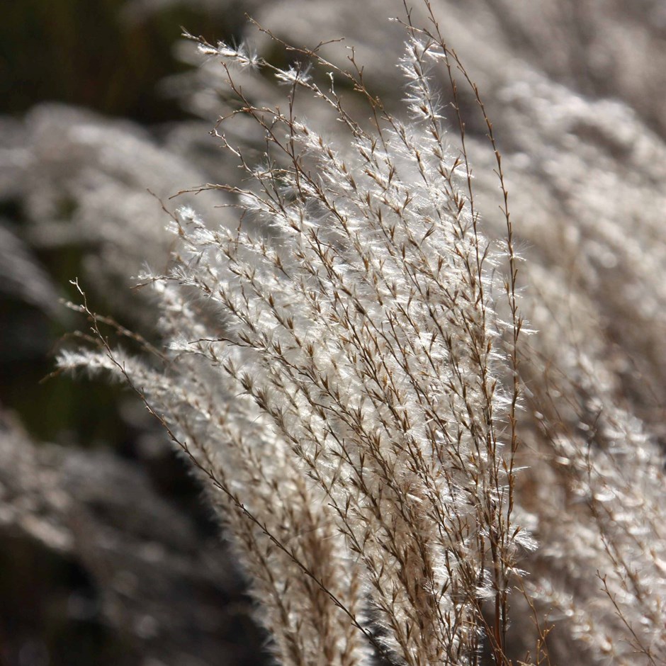 Miscanthus Sinensis Kleine Fontäne | Silver Grass