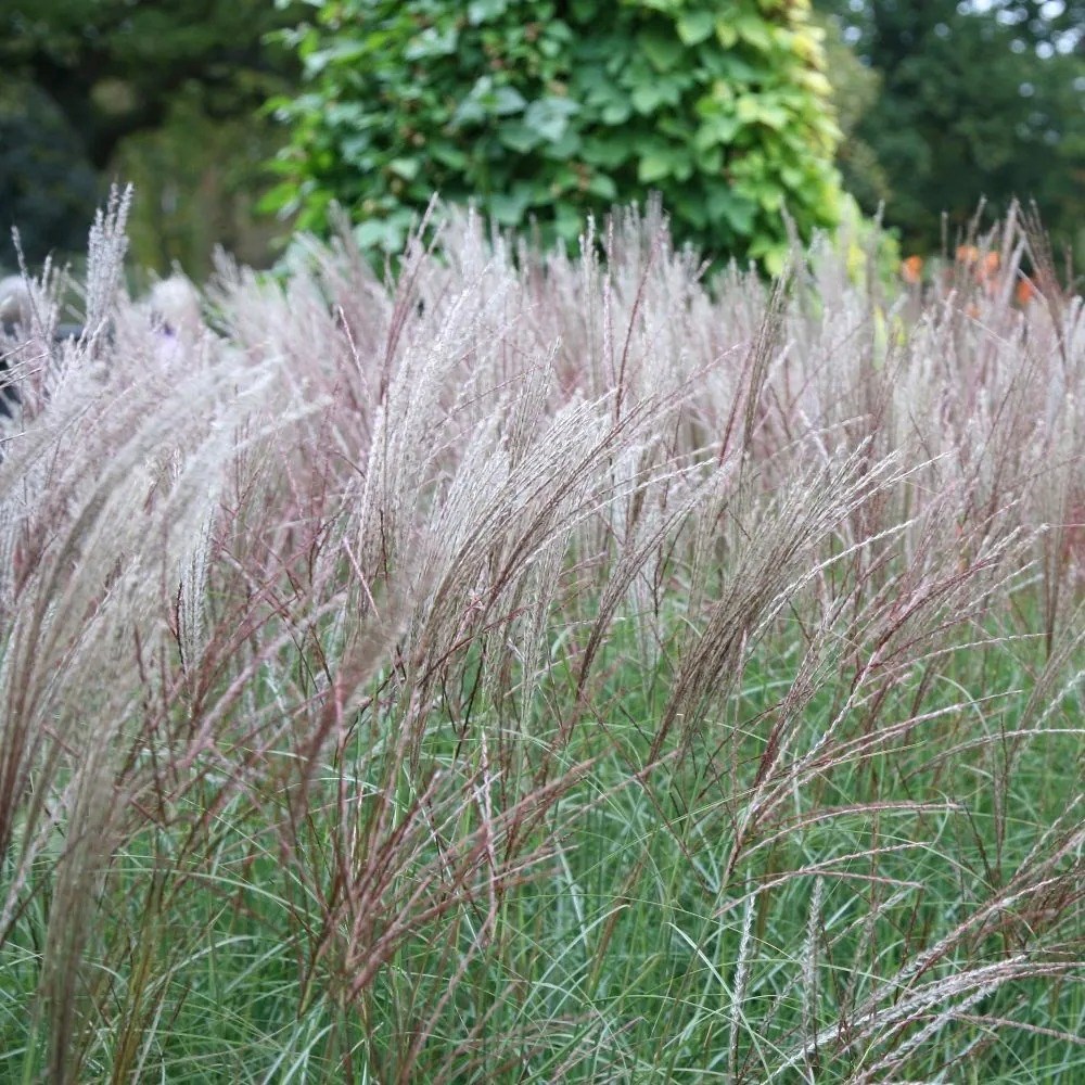 Miscanthus Sinensis Kleine Silberspinne | Chinese Silver Grass
